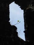 SX09375 Yellow flower in window of Restormel Castle.jpg
